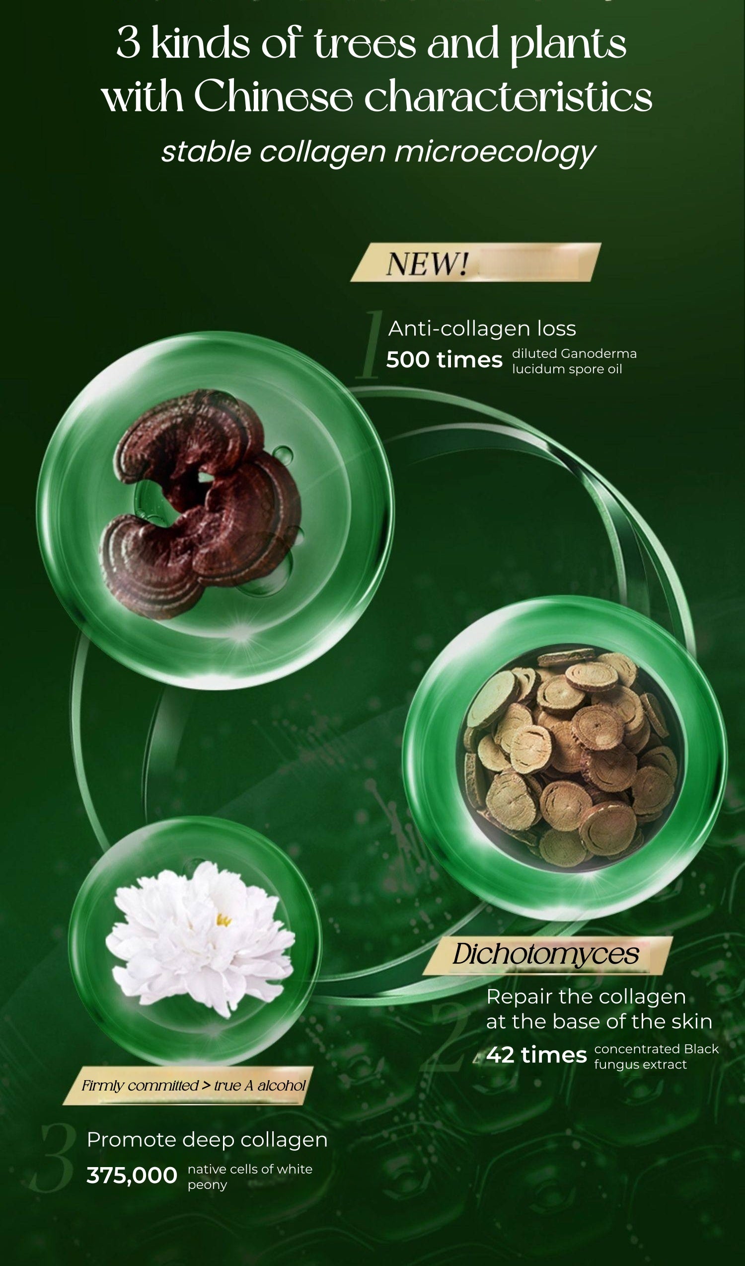 HERBORIST T'AI CHI Regenerating Repair & Firming Facial Cream (2.0) T5447