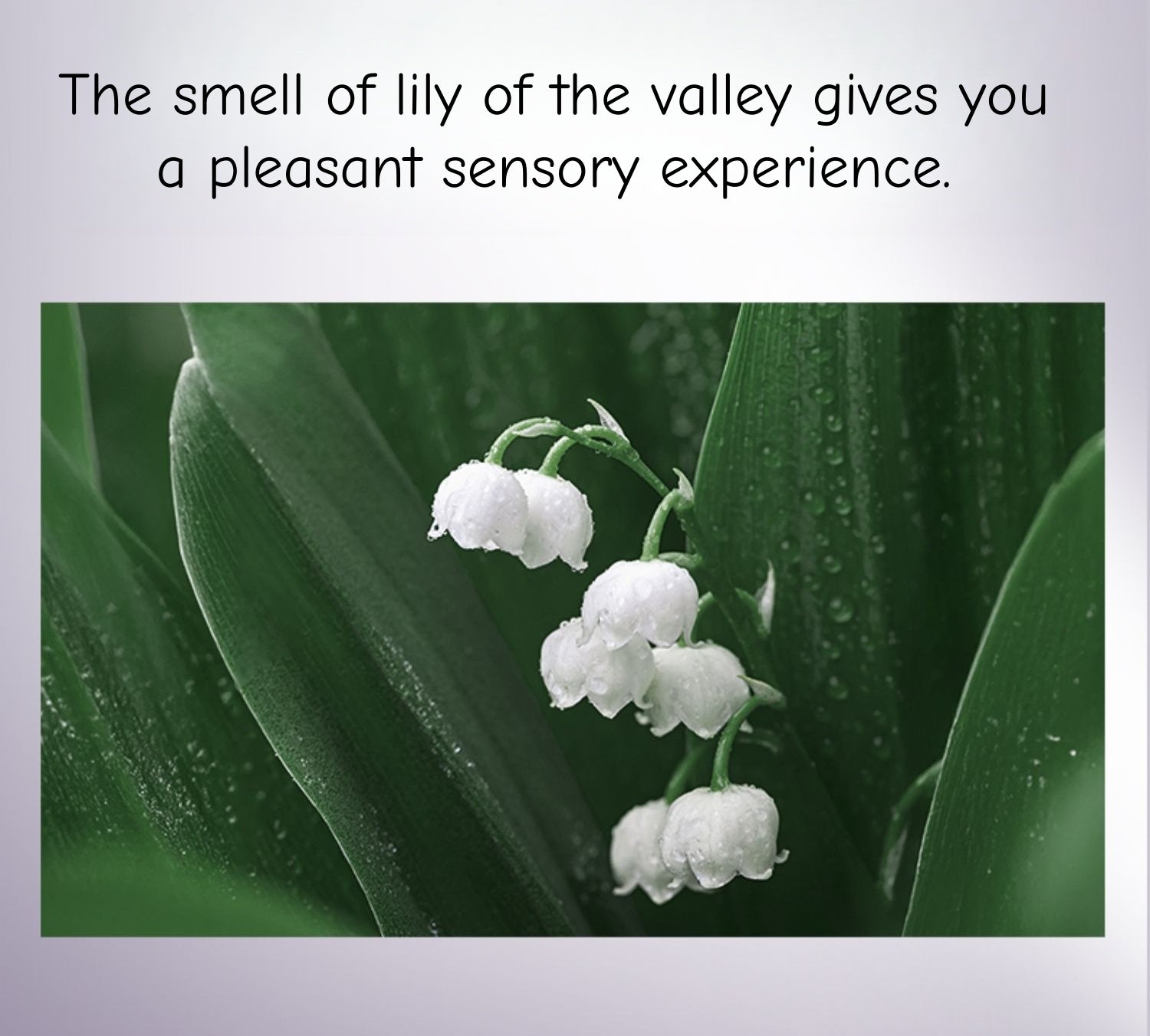 PROYA Inaugurating Luminous Anti-spot Whitening Essence Serum T4734